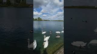 Relaxing Morning in Willen Lake  Summer Times in UK relaxing nature meditation londontamil [upl. by Semaj470]