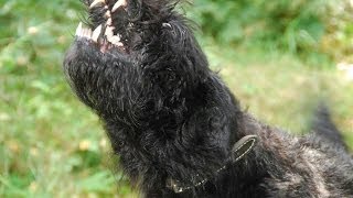 Bouvier des Flandres Zaira at work [upl. by Lewie]