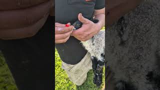 Did you know this lambs lambing newbornlamb sicklamb milking sheep ewe lambingtime farm [upl. by Blaise228]