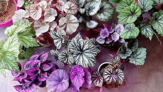 Begonia plant care Ornamental begonia care How to care begonia in summer amp winter  Gardening tips [upl. by Auqinot]