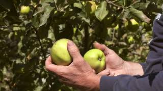 How to Harvest Mutsu Apples at 5th Crow Farm [upl. by Eiuqram]