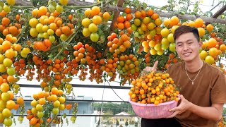 No need to spend money to buy seeds grow Tomatoes this way many fruits and high yields [upl. by Far]