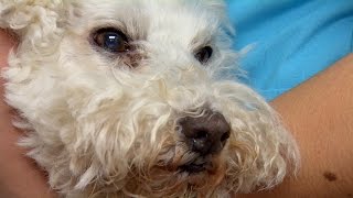 Bichon Frise Battles Dehydration and Incessant Vomiting [upl. by Quill594]