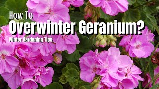 How To Overwinter Geranium Plants Winter Gardening Tips [upl. by Merp498]