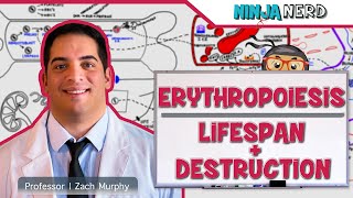 Hematology  Erythropoiesis Lifespan amp Destruction Part 2 [upl. by Ahsiemal]