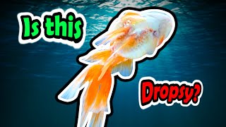 Fish DROPSY on Goldfish  How does dropsy look like  See the VISIBLE SYMPTOMS [upl. by Barbaraanne]