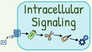 Intracellular Signaling  Second Messenger System [upl. by Armilda802]