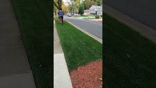 1quot Tall Fescue In Dense Shade lawncare grass lawn renovation lawntips [upl. by Aniaz]