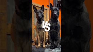 Dutch Shepherd VS Belgian MalinoisComparison 😱🔥 shorts [upl. by Ennayk602]