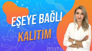 39DERS EŞEYE BAĞLI KALITIM  TYT 10SINIF l Seda Hoca Biyoloji 🤗 [upl. by Ybbed]