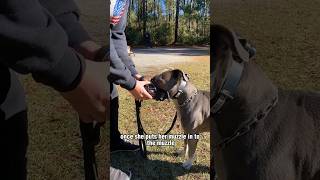 Muzzle Training for Dogs [upl. by Ymot]