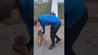 Petite rigolade avec ma mère mon chien Américain bully Cassis et la famille au parc de Rouvroy 🥊💪 [upl. by Ferri107]