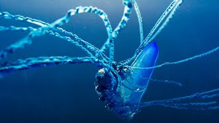 The Deadly Portuguese Man O War  Blue Planet II  BBC Earth [upl. by Franny164]