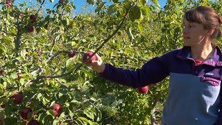 Harvesting Organic Apples for Commercial Sales  LOTS of Great Tips for Small Organic Growers [upl. by Yelsna163]