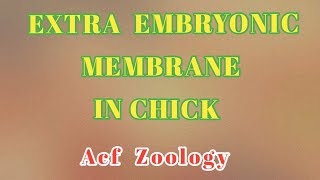 EXTRA EMBRYONIC MEMBRANE IN CHICK  Acf Zoology  UPSC ZOOLOGY  Zoology Classes  MSc Zoology [upl. by Nasus]