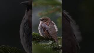 A Small Brown Bird Finds Happiness in a Cozy Birdhouse  Sparrow Delight [upl. by Emanuele]