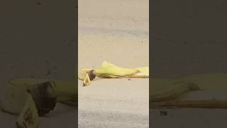 Banana Peel Prank  Just For Laughs Gags [upl. by Nylicaj292]