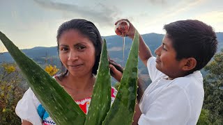 El MEJOR SHAMPOO DE SABILA para el CRECIMIENTO Y LA CAIDA [upl. by Maddy63]