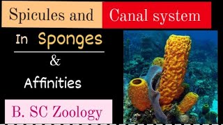 Spicules and canal system in sponges amp affinities l BSc Zoology lFull Detailsl kkeducationn [upl. by Nessej]