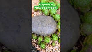 아름다운 정원 바위솔은 다육이가 아닙니다바위솔 sempervivum 용설바위솔 [upl. by Salchunas]