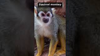 interesting fact about Squirrel monkey [upl. by Ettesyl732]