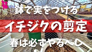 【必須】イチジクの強剪定を園芸農家が実演解説自然形・一文字仕立て [upl. by Gnoh261]