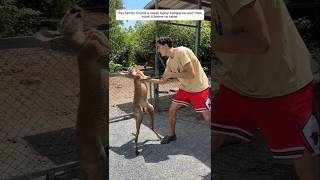 This family found a weak baby kangaroo and then took it home to raise animalshorts [upl. by Colfin]