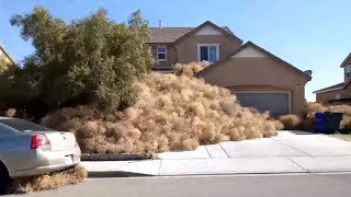 Avalancha de plantas rodadoras invade una ciudad estadounidense [upl. by Marline13]