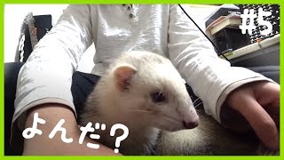 フェレットの名前を寝てる時に呼んだら来るか試してみる  ferret lab 5 [upl. by Clite]