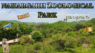 Nahargarh Zoological Park Jaipur  The Ride And Roll nahargarh zoologicalpark jaipur biological [upl. by O'Connor]