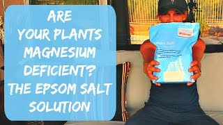 Epsom Salt for Plants  Tomatoes Peppers amp Hibiscus  Magnesium Deficienci in Plants [upl. by Rolf148]