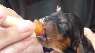 Newborn Cavalier Puppies Being Fed Formula By Syringe [upl. by Leunas]