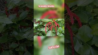 Acalypha hispida chenille plants is tropical shrubs wd long fuzzy bright red flowers [upl. by Sorips]