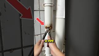 Fix Your Broken Pipe in Minutes ✅ [upl. by Monique]