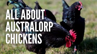 Australorp Chickens The Ultimate Guide [upl. by Aivan]