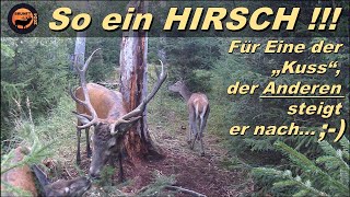 So ein HIRSCH   ohne Worte  Brunft 2024 [upl. by Evangelina717]