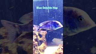 Blue Dolphin Cichlid fish cichlid shorts [upl. by Gausman]