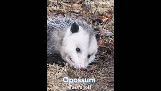 The OPOSSUM plays dead 🤯 [upl. by Rasia237]