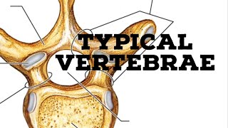 Typical vertebrae [upl. by Briana]