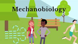 What is Mechanobiology  WashU Engineering [upl. by Tiphany181]