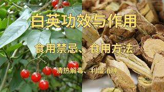 白英功效與作用（清热解毒、利湿消肿），白英禁忌，中药白英对治肺癌有帮助吗白英 草药 中药材 [upl. by Assirod]