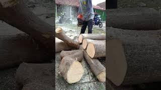 STIHL MS 462 cutting firewood chainsaw [upl. by Elleoj]