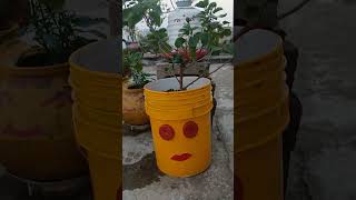 Paint baket ka use garden viralvideo shorts nature flowergarden flowers [upl. by Craw353]