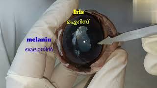 structure of eye eye dissection [upl. by Murphy]