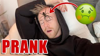 XXL SPINNEN PRANK 😱 MEGA SCHOCK II RayFox [upl. by Enylrac]