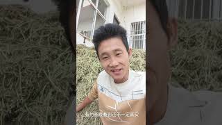 这几天收集十几亩花生秧，告诉咱要买草粉的哪些坑，要想花生秧能用还的注意这几点三农 兔子 养兔技术 肉兔养殖 走进济源阳光兔业3 [upl. by Lewert718]