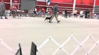 2014 Basenji Club of America National Specialty  Winners Dog Judging [upl. by Yelnats]