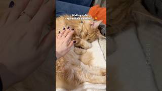 🔊Confused ✨Marmalade Floof✨🧡🙀 His weird sounds 🙊 funnycat mainecoon [upl. by Miller33]