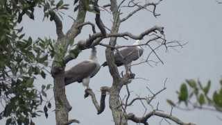 White Bellied Sea Eagle Calling [upl. by Atnim]