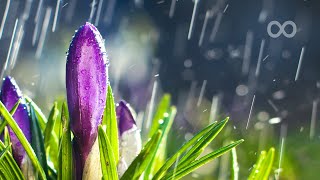 10 Hours of Relaxing Music  Sleep Music with Rain Sound Piano Music for Stress Relief Emma [upl. by Racklin]